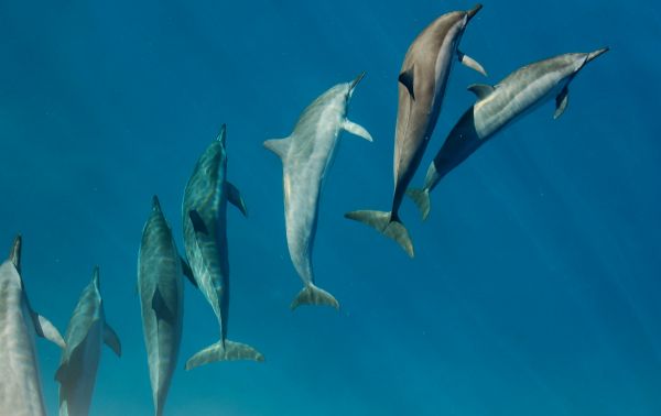 Top 5 expériences marines inoubliables avec les dauphins